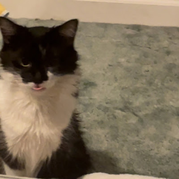 Meet your Posher, Isla - Picture 1 of 1